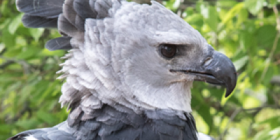The World Center for Birds of Prey's Harpy Eagle Grayson. This is a side, head shot that shows off Grayson's beautiful feather crest and huge beak!
