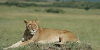 Female lion