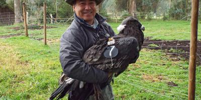 Hernan Vargas prepares to release an Andean Condor as part of a research project