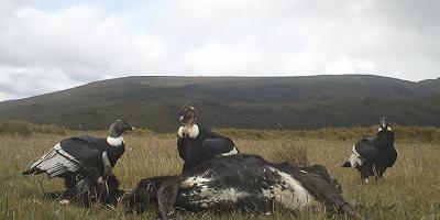 Andean Condors feed on cow carcass