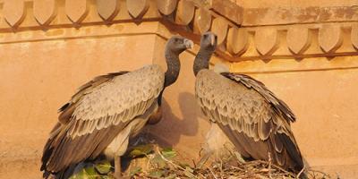 A pair of Long-billed Vultures nesting on a building