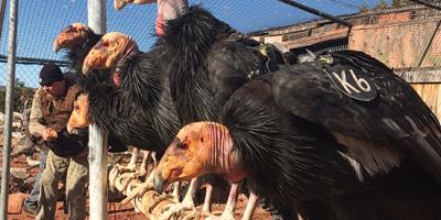 Biologist enters a pen with California Condors ready for release