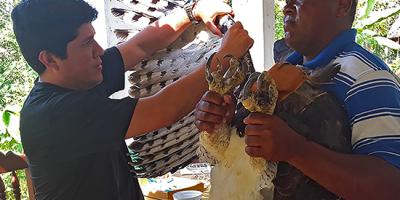 Biologists band a Harpy Eagle