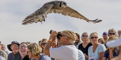 A Verreaux's Eagle Owl named Ollie flies low over the audience at Fall Flights