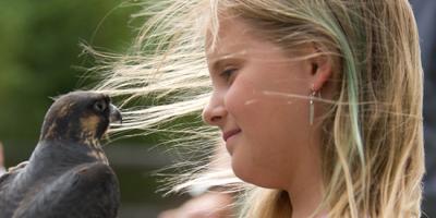 peregrine and girl eye-to-eye