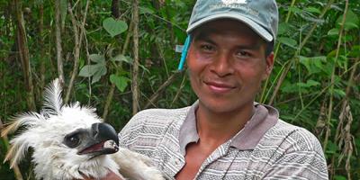Biologist holds a young Harpy Eagle for banding
