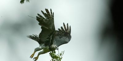 The heroic effort in the  to save the harpy eagle from