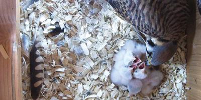 female kestrel feeds nestling inside a nest box