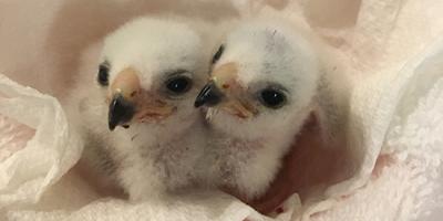 Two Puerto Rican Sharp-shinned Hawk nestlings, a few days old