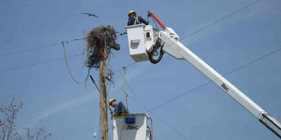 Idaho Power's technicians move an Osprey nest that was built atop a power line.