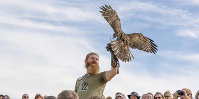 A Red-tailed Hawk lands on a trainer's glove in the audience