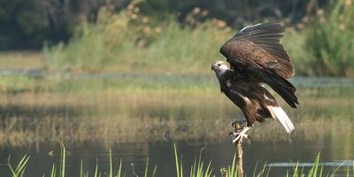 A Madagascar Fish-eagle perches at the edge of a lake