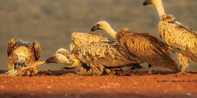 African White-backed Vultures feeding