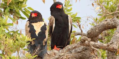 Bateleur Eagle pair perched