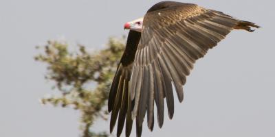 A White-headed Vulture in flight