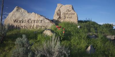 World Center for Birds of Prey