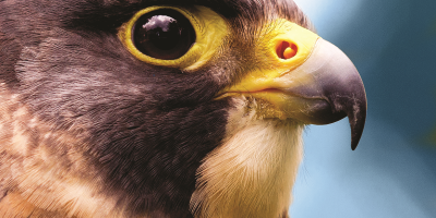 A head shot of a Peregrine Falcon