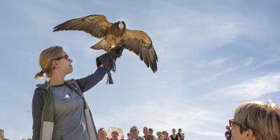Griffin the Swainson's Hawk takes off from her trainer's glove during Fall Flights