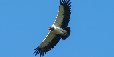 Soaring King Vulture