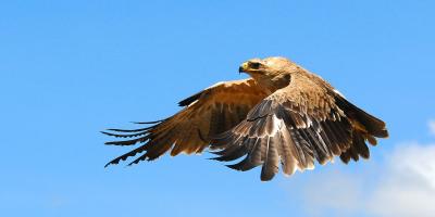 Flying Tawny Eagle