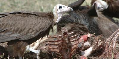 Hooded Vulture