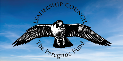 Black Hawk-eagle  The Peregrine Fund