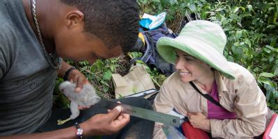 Two field technicians in the Dominican Republic take measurements of a Ridgway's Hawk