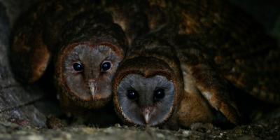 Ashy-faced Owl