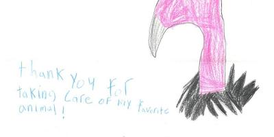 A crayon drawing of a California Condor with the handwritten words &quot;Thank you for taking care of my favorite animal&quot; from one of our members