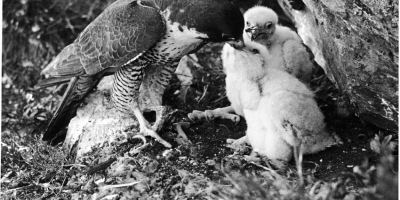 A Peregrine falcon feeding its nestlings (black and white film photo)
