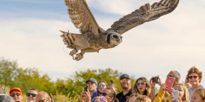 Oliver, a Verreaux's eagle-owl, flies over a crowd at The Peregrine Fund's World Center for Birds of Prey