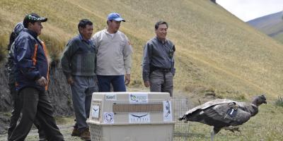 Members of our team in Ecuador releasing an Andean Condor into the wild.