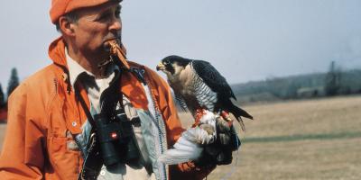 The Peregrine Fund's founder Tom Cade with his Peregrine falcon Percy