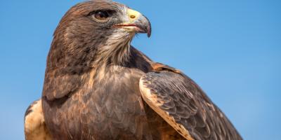 Griffin the dark morph Swainson's Hawk looks over her shoulder against a clear blue sky.