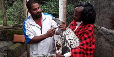 Two biologists handling a vulture