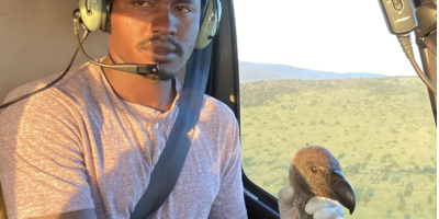Transporting a rehabilitated vulture in a helicopter