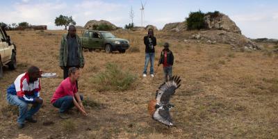 Release of an Augur Buzzard into the wild