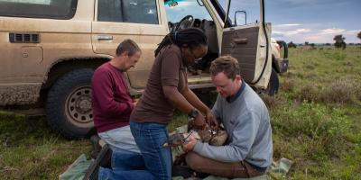 Biologists placing radio tag on vulture