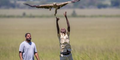 Biologists releasing a bird of prey