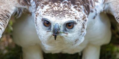 Martial Eagle up close