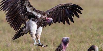 Lappet-faced Vulture landing