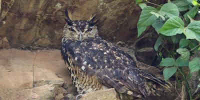 Mackinder's Eagle Owl perched on a rock face