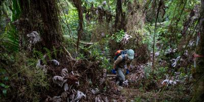 Biologist hiking through the forest in Puerto Rico