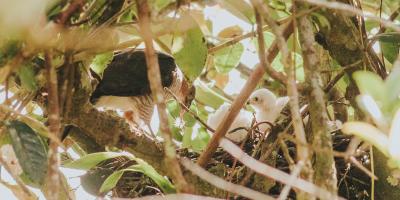 Adult Puerto Rican Sharp-shinned Hawk feeding its nestlings