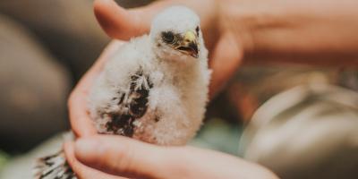 A young nestling in hand