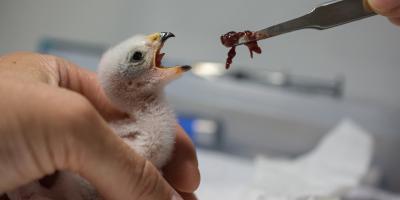 Biologist feeding a nestling in the lab