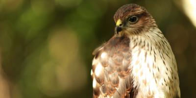 Juvenile Puerto Rican Sharp-shinned Hawk