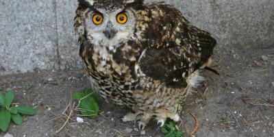 Mackinder's Eagle Owl on the ground