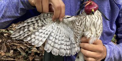 A closeup of a biologist extending the wing of a Puerto Rican Sharp-shinned Hawk to check for parasites
