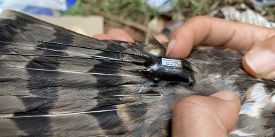 Close up of a transmitter affixed to the base of a Puerto Rican Sharp-shinned Hawk's tail
